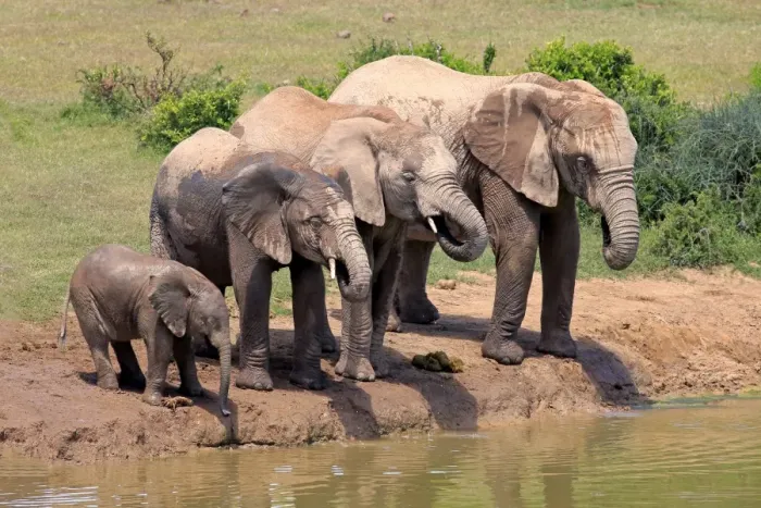Framed Print : African Elephants -Loxodonta africana-, herd with young at the waterhole, Addo Elephant National Park, Eastern Cape, South Africa Framed Print : African Elephants -Loxodonta africana-, herd with young at the waterhole, Addo Elephant National Park, Eastern Cape, South Africa