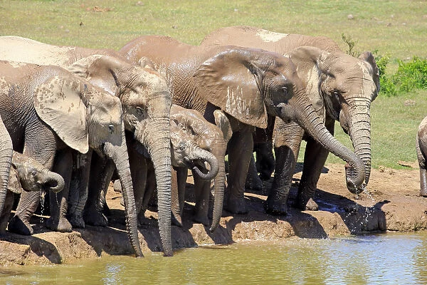 African Elephants -Loxodonta africana-, herd with young at the waterhole, Addo Elephant National Park, Eastern Cape, South Africa