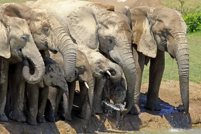 Framed Print : African Elephants -Loxodonta africana-, herd with young at the waterhole, Addo Elephant National Park, Eastern Cape, South Africa Framed Print : African Elephants -Loxodonta africana-, herd with young at the waterhole, Addo Elephant National Park, Eastern Cape, South Africa