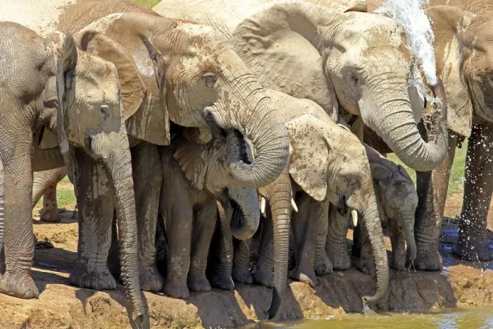 Framed Print : African Elephants -Loxodonta africana-, herd with young at the waterhole, Addo Elephant National Park, Eastern Cape, South Africa Framed Print : African Elephants -Loxodonta africana-, herd with young at the waterhole, Addo Elephant National Park, Eastern Cape, South Africa