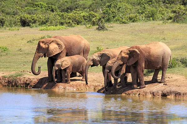 African Elephants -Loxodonta africana-, herd drinking at waterhole, Addo Elephant National Park, Eastern Cape, South Africa