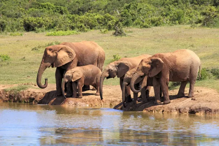 Framed Print : African Elephants -Loxodonta africana-, herd drinking at waterhole, Addo Elephant National Park, Eastern Cape, South Africa Framed Print : African Elephants -Loxodonta africana-, herd drinking at waterhole, Addo Elephant National Park, Eastern Cape, South Africa