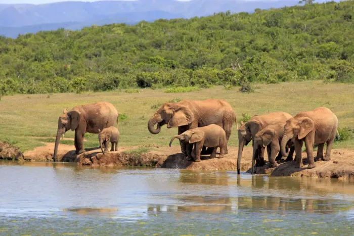 Framed Print : African Elephants -Loxodonta africana-, herd with young animals at the waterhole, Addo Elephant National Park, Eastern Cape, South Africa Framed Print : African Elephants -Loxodonta africana-, herd with young animals at the waterhole, Addo Elephant National Park, Eastern Cape, South Africa