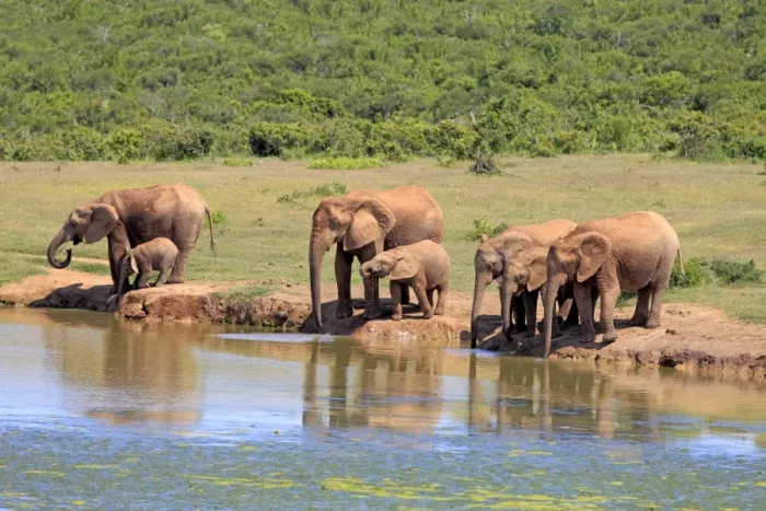 Framed Print : African Elephants -Loxodonta africana-, herd with young animals at the waterhole, Addo Elephant National Park, Eastern Cape, South Africa Framed Print : African Elephants -Loxodonta africana-, herd with young animals at the waterhole, Addo Elephant National Park, Eastern Cape, South Africa