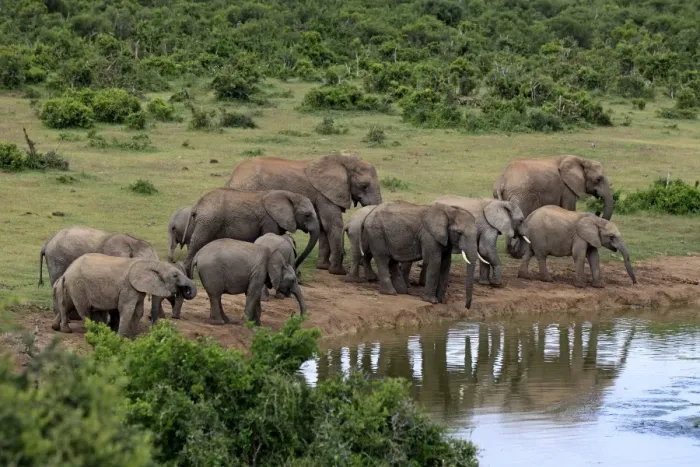 Framed Print : African Elephants -Loxodonta africana-, herd at waterhole, Addo Elephant National Park, Eastern Cape, South Africa Framed Print : African Elephants -Loxodonta africana-, herd at waterhole, Addo Elephant National Park, Eastern Cape, South Africa