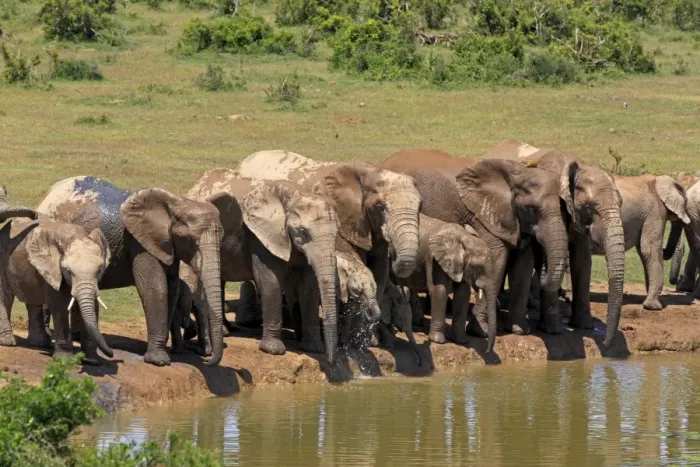 Framed Print : African Elephants -Loxodonta africana-, herd at waterhole, Addo Elephant National Park, Eastern Cape, South Africa Framed Print : African Elephants -Loxodonta africana-, herd at waterhole, Addo Elephant National Park, Eastern Cape, South Africa