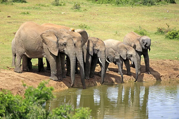 African Elephants -Loxodonta africana-, herd at waterhole, Addo Elephant National Park, Eastern Cape, South Africa