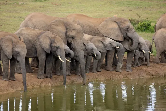 Framed Print : African Elephants -Loxodonta africana-, herd at waterhole, Addo Elephant National Park, Eastern Cape, South Africa Framed Print : African Elephants -Loxodonta africana-, herd at waterhole, Addo Elephant National Park, Eastern Cape, South Africa