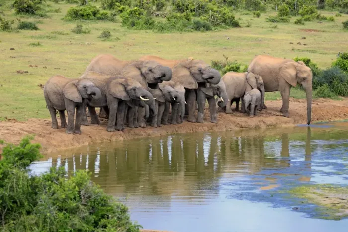 Framed Print : African Elephants -Loxodonta africana-, herd at waterhole, Addo Elephant National Park, Eastern Cape, South Africa Framed Print : African Elephants -Loxodonta africana-, herd at waterhole, Addo Elephant National Park, Eastern Cape, South Africa