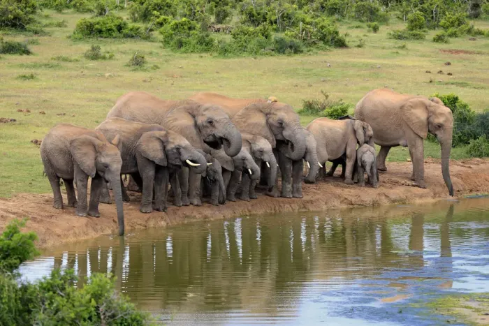 Framed Print : African Elephants -Loxodonta africana-, herd at waterhole, Addo Elephant National Park, Eastern Cape, South Africa Framed Print : African Elephants -Loxodonta africana-, herd at waterhole, Addo Elephant National Park, Eastern Cape, South Africa