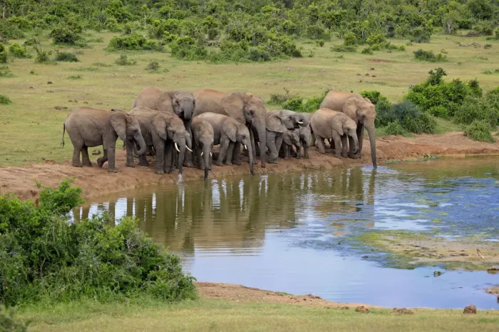 Framed Print : African Elephants -Loxodonta africana-, herd at waterhole, Addo Elephant National Park, Eastern Cape, South Africa Framed Print : African Elephants -Loxodonta africana-, herd at waterhole, Addo Elephant National Park, Eastern Cape, South Africa