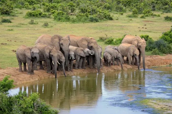 Framed Print : African Elephants -Loxodonta africana-, herd at waterhole, Addo Elephant National Park, Eastern Cape, South Africa Framed Print : African Elephants -Loxodonta africana-, herd at waterhole, Addo Elephant National Park, Eastern Cape, South Africa