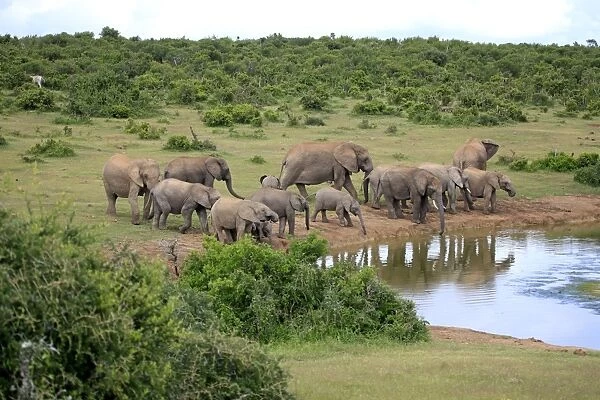 African Elephants -Loxodonta africana-, herd at waterhole, Addo Elephant National Park, Eastern Cape, South Africa