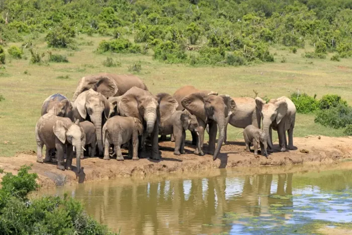 Framed Print : African Elephants -Loxodonta africana-, herd at waterhole, Addo Elephant National Park, Eastern Cape, South Africa Framed Print : African Elephants -Loxodonta africana-, herd at waterhole, Addo Elephant National Park, Eastern Cape, South Africa
