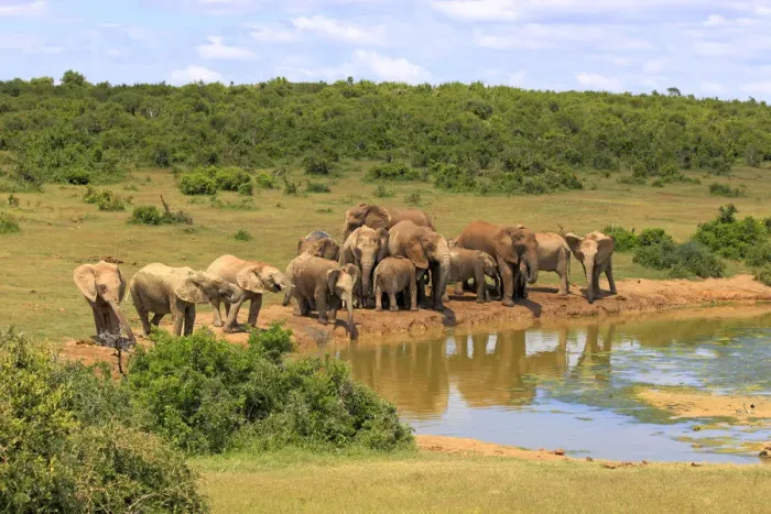 Framed Print : African Elephants -Loxodonta africana-, herd at waterhole, Addo Elephant National Park, Eastern Cape, South Africa