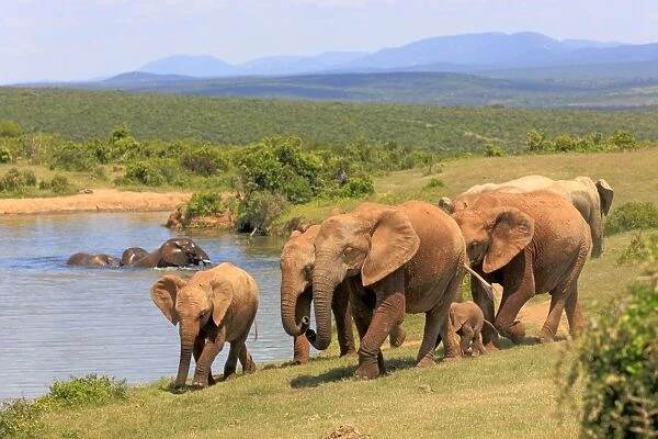 African Elephants -Loxodonta africana-, group with young animals, at the water, Addo Elephant National Park, Eastern Cape, South Africa