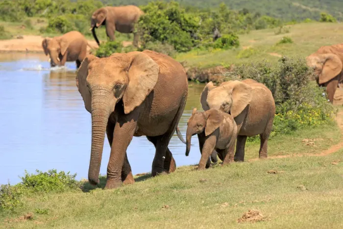 Framed Print : African Elephants -Loxodonta africana-, group with young animal, at the water, Addo Elephant National Park, Eastern Cape, South Africa Framed Print : African Elephants -Loxodonta africana-, group with young animal, at the water, Addo Elephant National Park, Eastern Cape, South Africa
