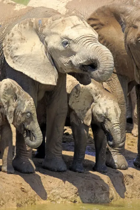 Framed Print : African Elephants -Loxodonta africana-, group with young animals, drinking, Addo Elephant National Park, Eastern Cape, South Africa Framed Print : African Elephants -Loxodonta africana-, group with young animals, drinking, Addo Elephant National Park, Eastern Cape, South Africa