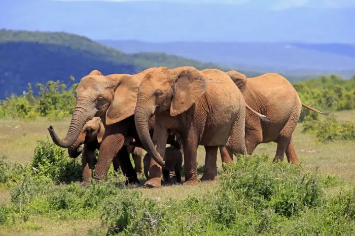 Framed Print : African Elephants -Loxodonta africana-, herd, Addo Elephant National Park, Eastern Cape, South Africa Framed Print : African Elephants -Loxodonta africana-, herd, Addo Elephant National Park, Eastern Cape, South Africa