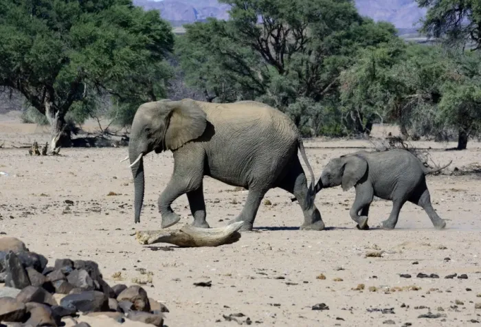 Framed Print : African elephants -Loxodonta africana-, desert elephant, mother and calf in the Aba-Huab dry riverbed, Damaraland, Kunene Region, Namibia Framed Print : African elephants -Loxodonta africana-, desert elephant, mother and calf in the Aba-Huab dry riverbed, Damaraland, Kunene Region, Namibia