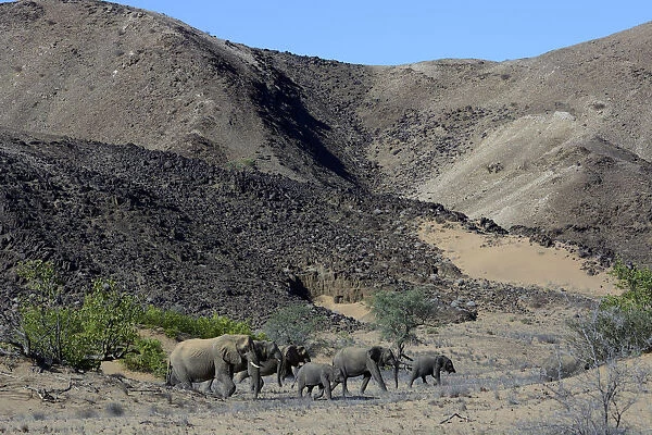 African elephants -Loxodonta africana-, desert elephants in the Aba-Huab dry riverbed, Damaraland, Kunene Region, Namibia