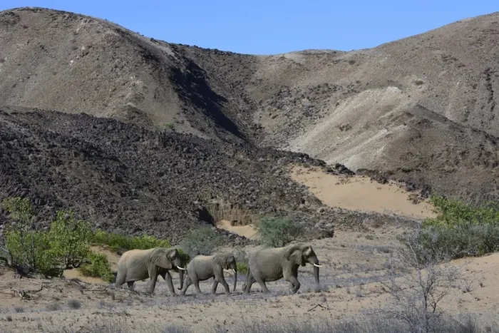 Framed Print : African elephants -Loxodonta africana-, desert elephants in the Aba-Huab dry riverbed, Damaraland, Kunene Region, Namibia Framed Print : African elephants -Loxodonta africana-, desert elephants in the Aba-Huab dry riverbed, Damaraland, Kunene Region, Namibia