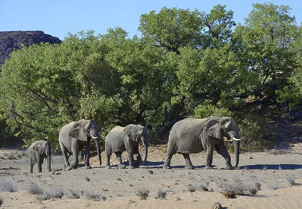 African elephants -Loxodonta africana-, desert elephants, Damaraland, Kunene Region, Namibia