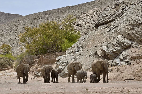 African elephants -Loxodonta africana-, desert elephants standing in the dry riverbed of the Hoanib ephemeral seasonal river at a rocky gorge, Kaokoveld, Namibia