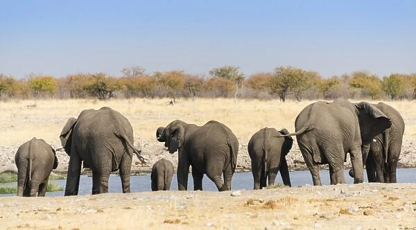 African Elephants -Loxodonta africana-, herd from behind drinking at the Rietfontein waterhole, Etosha National Park, Namibia