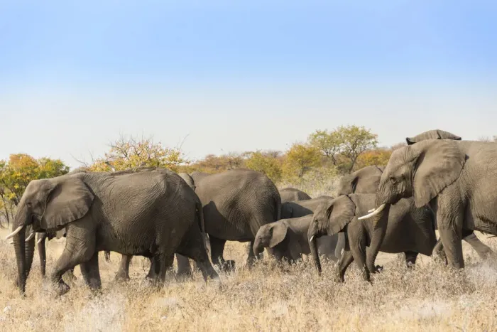 Framed Print : African elephants -Loxodonta africana-, herd moving through dry grass, Etosha National Park, Namibia Framed Print : African elephants -Loxodonta africana-, herd moving through dry grass, Etosha National Park, Namibia