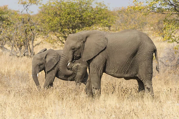 Two African Elephants -Loxodonta africana-, Etosha National Park, Namibia