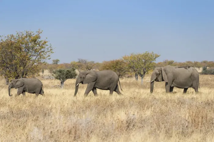 Framed Print : Three African elephants -Loxodonta africana-, moving through dry grass, Etosha National Park, Namibia Framed Print : Three African elephants -Loxodonta africana-, moving through dry grass, Etosha National Park, Namibia