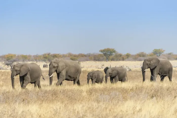 Framed Print : African elephants -Loxodonta africana-, herd moving through dry grass, Etosha National Park, Namibia