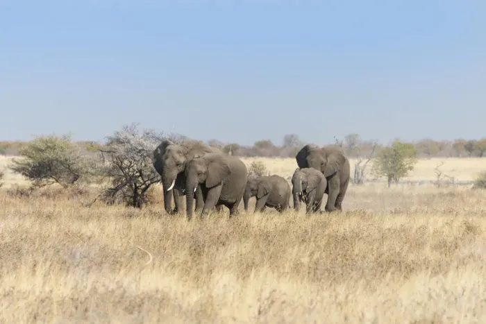 Framed Print : African elephants -Loxodonta africana-, herd moving through dry grass, Etosha National Park, Namibia Framed Print : African elephants -Loxodonta africana-, herd moving through dry grass, Etosha National Park, Namibia