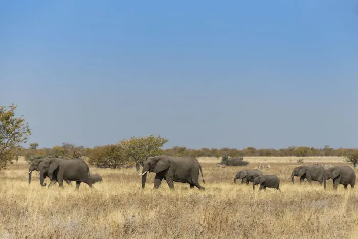 Framed Print : African elephants -Loxodonta africana-, herd moving through dry grass, Etosha National Park, Namibia Framed Print : African elephants -Loxodonta africana-, herd moving through dry grass, Etosha National Park, Namibia
