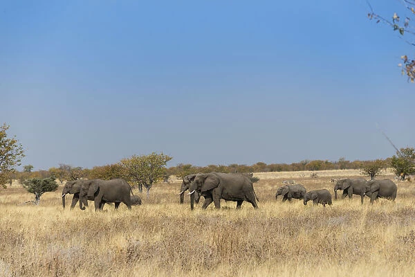 African elephants -Loxodonta africana-, herd moving through dry grass, Etosha National Park, Namibia