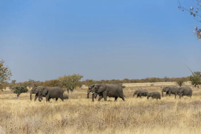 Framed Print : African elephants -Loxodonta africana-, herd moving through dry grass, Etosha National Park, Namibia Framed Print : African elephants -Loxodonta africana-, herd moving through dry grass, Etosha National Park, Namibia