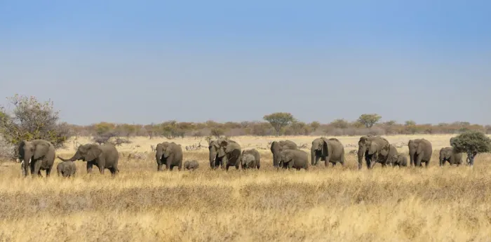 Framed Print : African elephants -Loxodonta africana-, herd moving through dry grass, Etosha National Park, Namibia Framed Print : African elephants -Loxodonta africana-, herd moving through dry grass, Etosha National Park, Namibia
