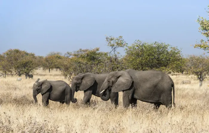 Framed Print : African Elephants -Loxodonta africana-, group with young moving through the dry grass, Etosha National Park, Namibia Framed Print : African Elephants -Loxodonta africana-, group with young moving through the dry grass, Etosha National Park, Namibia