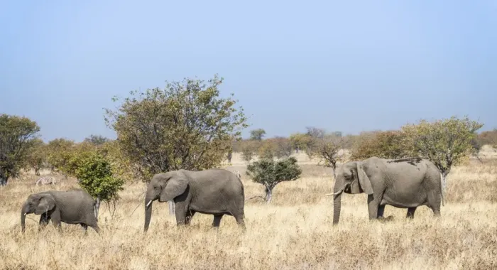 Framed Print : Three African Elephants -Loxodonta africana-, moving through the dry grass, Etosha National Park, Namibia Framed Print : Three African Elephants -Loxodonta africana-, moving through the dry grass, Etosha National Park, Namibia