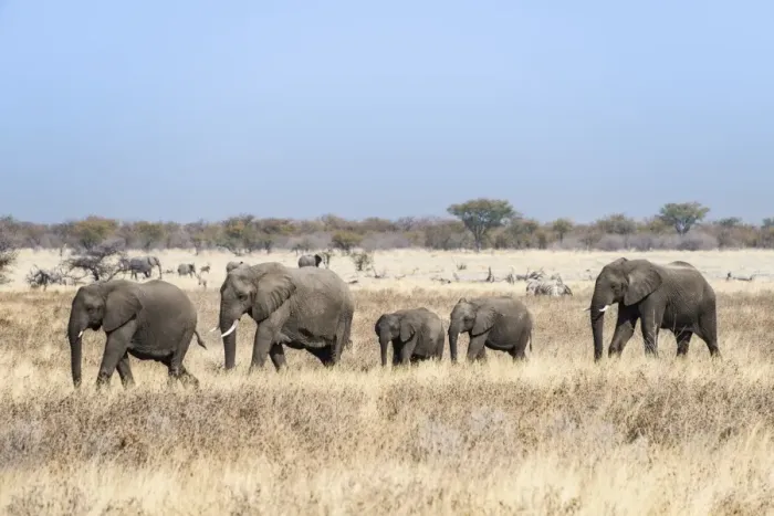 Framed Print : African Elephants -Loxodonta africana-, herd moving through the dry grass, Etosha National Park, Namibia Framed Print : African Elephants -Loxodonta africana-, herd moving through the dry grass, Etosha National Park, Namibia