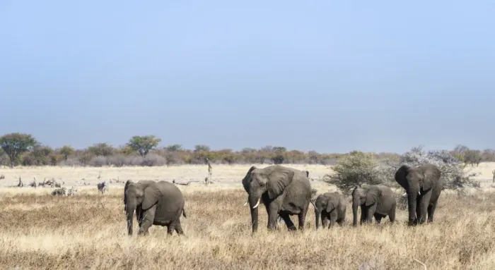 Framed Print : African Elephants -Loxodonta africana-, herd moving through the dry grass, Etosha National Park, Namibia Framed Print : African Elephants -Loxodonta africana-, herd moving through the dry grass, Etosha National Park, Namibia