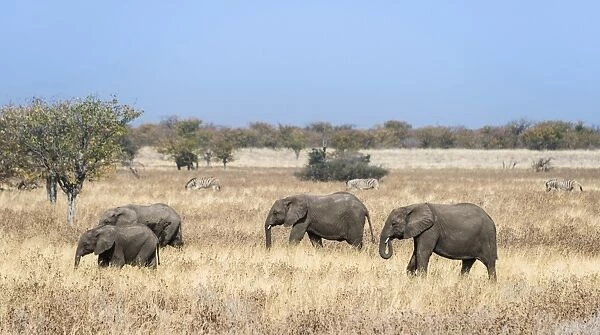 African Elephants -Loxodonta africana-, herd moving through the dry grass, Etosha National Park, Namibia