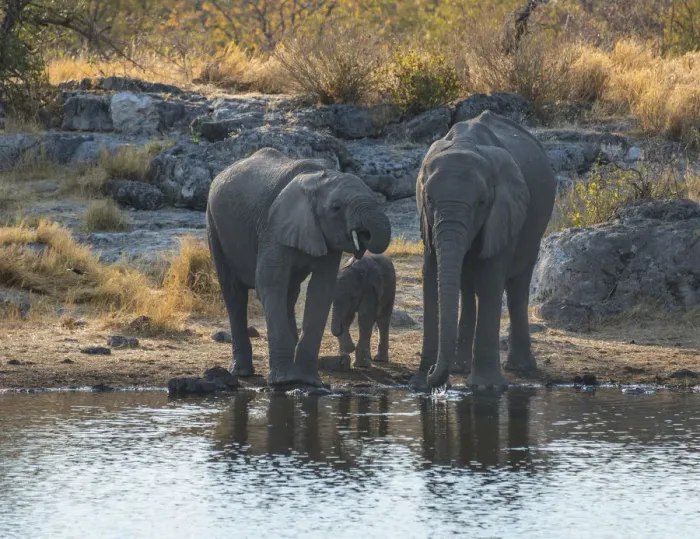 Framed Print : African Elephants -Loxodonta africana-, adults with calf drinking at the Nuamses waterhole, Etosha National Park, Namibia Framed Print : African Elephants -Loxodonta africana-, adults with calf drinking at the Nuamses waterhole, Etosha National Park, Namibia