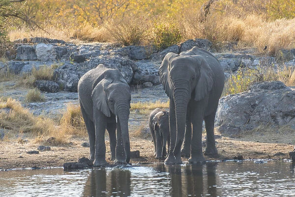 African Elephants -Loxodonta africana-, adults with calf drinking at the Nuamses waterhole, Etosha National Park, Namibia