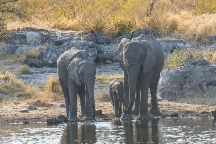 Framed Print : African Elephants -Loxodonta africana-, adults with calf drinking at the Nuamses waterhole, Etosha National Park, Namibia Framed Print : African Elephants -Loxodonta africana-, adults with calf drinking at the Nuamses waterhole, Etosha National Park, Namibia