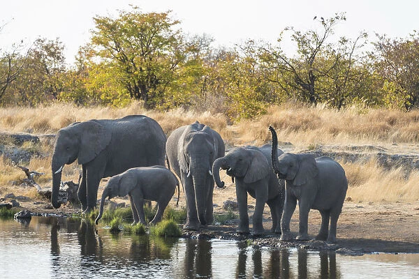 African Elephants -Loxodonta africana-, herd standing at the Nuamses waterhole, Etosha National Park, Namibia
