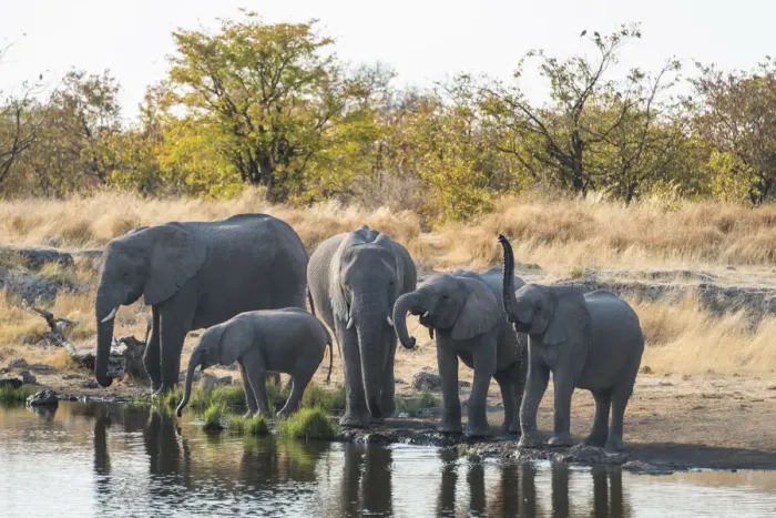 Framed Print : African Elephants -Loxodonta africana-, herd standing at the Nuamses waterhole, Etosha National Park, Namibia Framed Print : African Elephants -Loxodonta africana-, herd standing at the Nuamses waterhole, Etosha National Park, Namibia