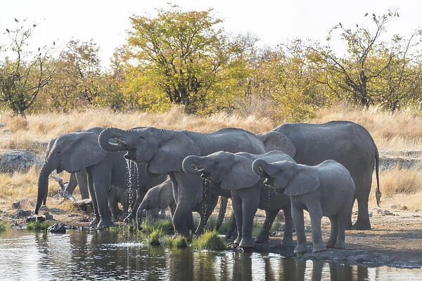 African Elephants -Loxodonta africana-, herd drinking at the Nuamses waterhole, Etosha National Park, Namibia