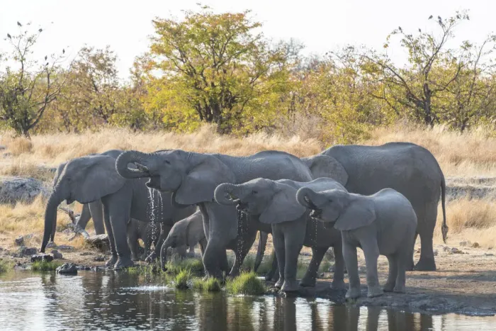 Framed Print : African Elephants -Loxodonta africana-, herd drinking at the Nuamses waterhole, Etosha National Park, Namibia Framed Print : African Elephants -Loxodonta africana-, herd drinking at the Nuamses waterhole, Etosha National Park, Namibia